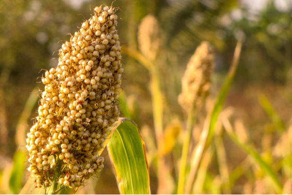 jowar-benefits JWAR Millet Flour 900gm- Siyanjali | Healthy Low GI | Gluten Free Atta | High Protein & Fibre | Low Carb - Image 2